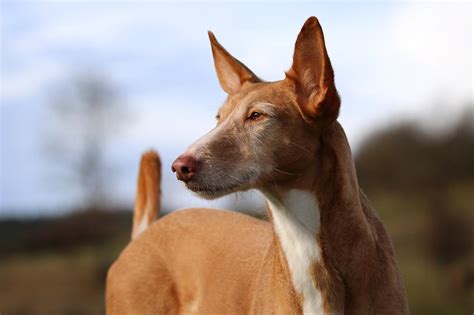 braco con podenco|Tipos de PODENCOS